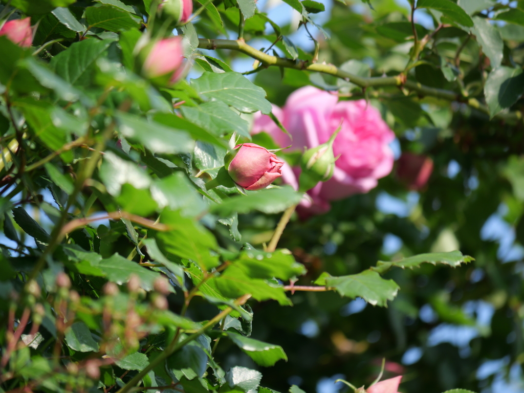 2025-05-01 07_26№(0057).JPG