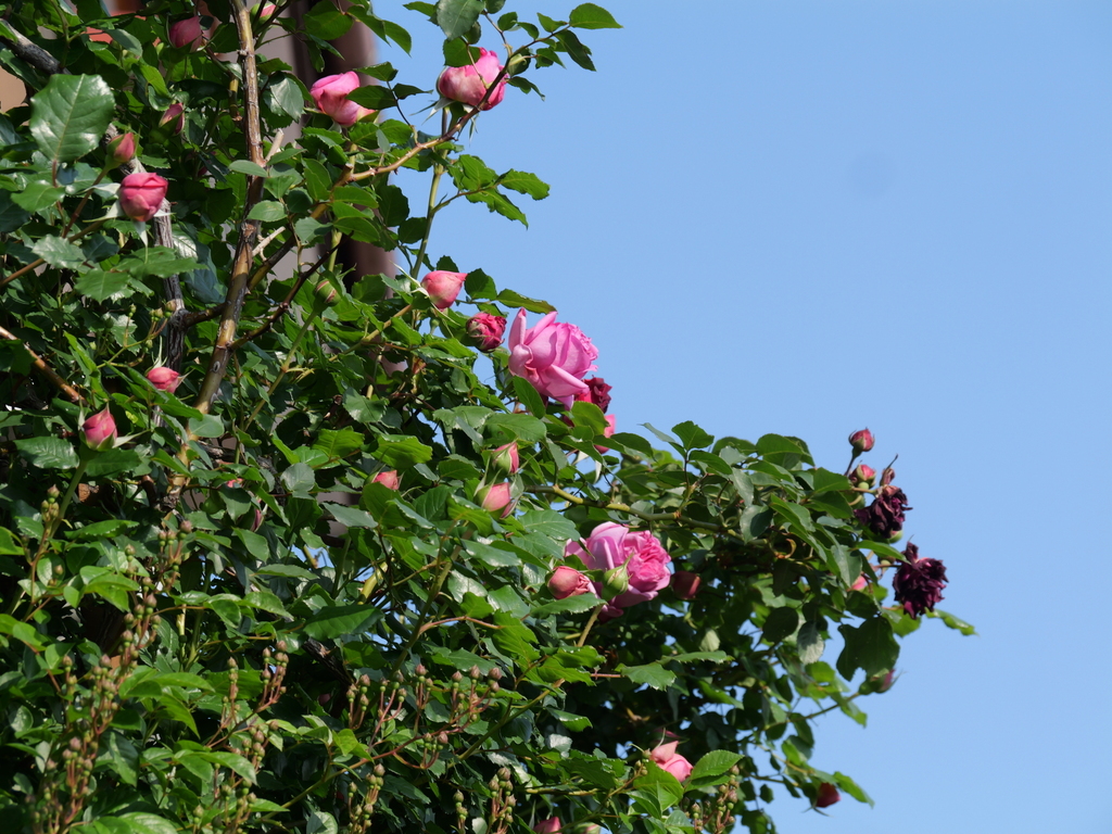 2025-05-01 07_26№(0058).JPG