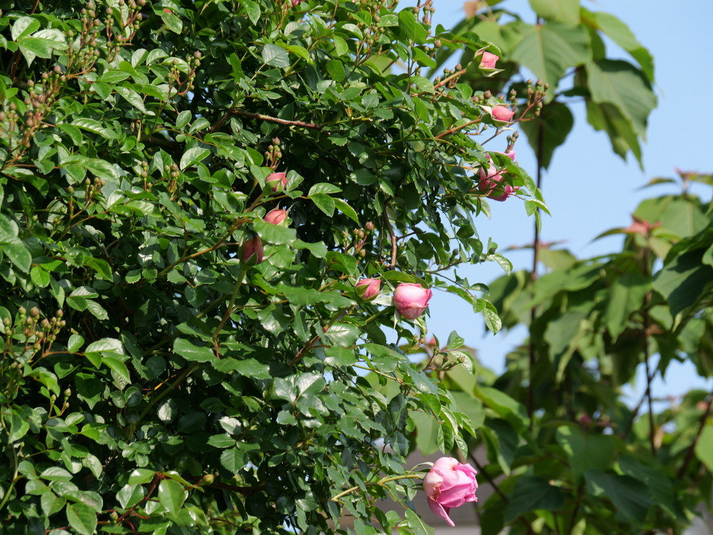 2025-05-01 07_26№(0061).JPG
