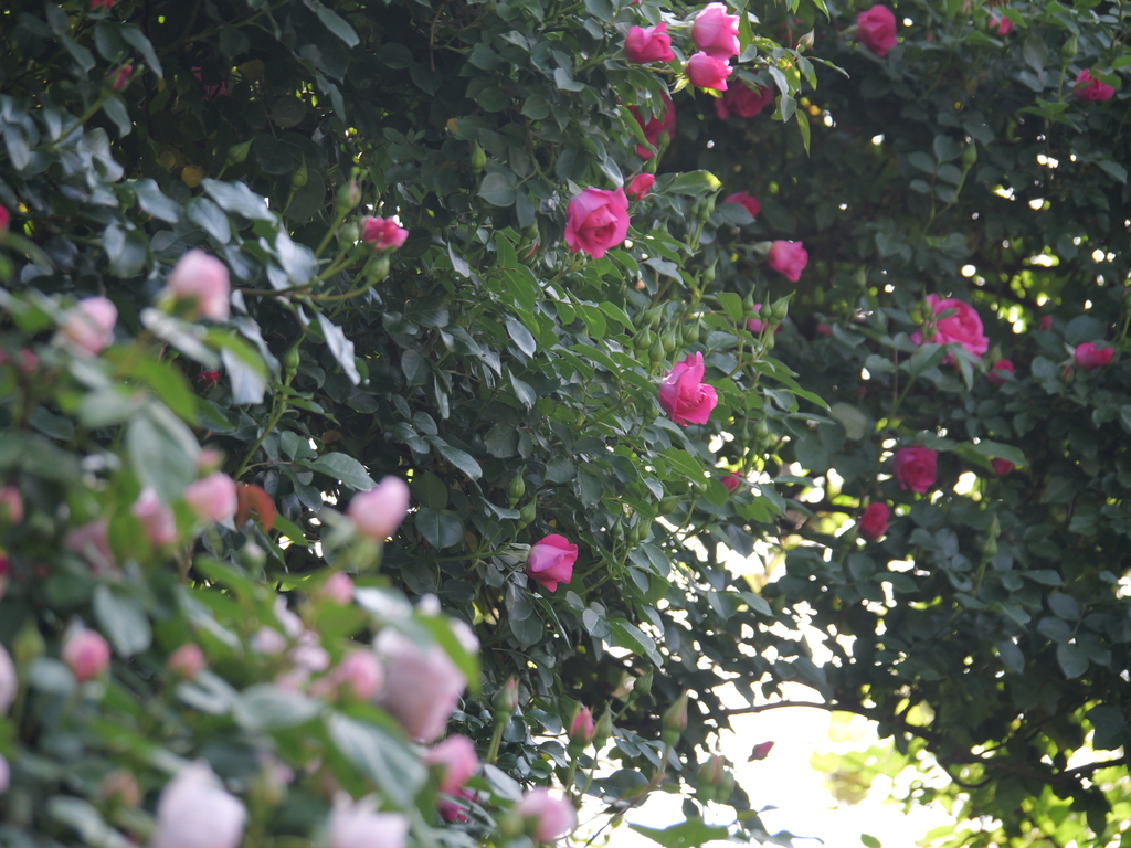 2025-05-01 08_05№(0291).JPG