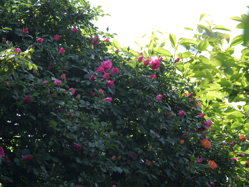 2025-05-01 08_06№(0296).JPG