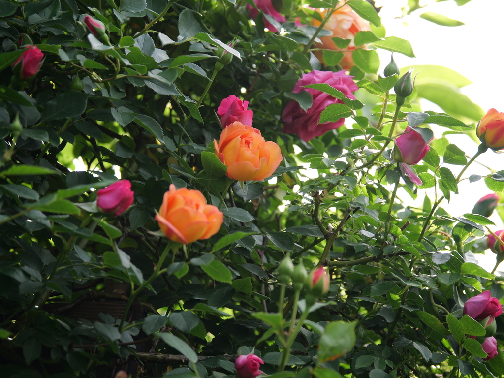 2025-05-01 08_13№(0320).JPG