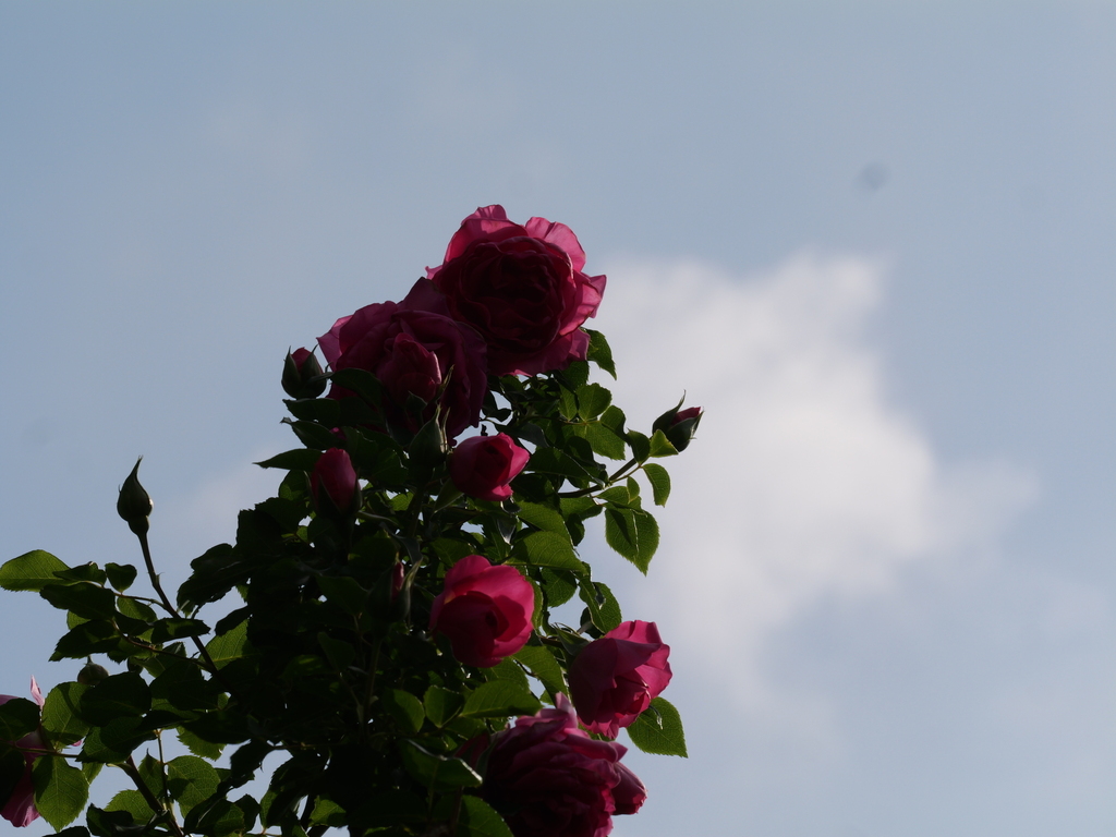 2025-05-01 08_18№(0347).JPG