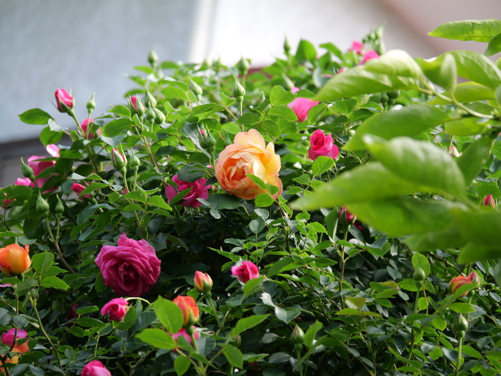 2025-05-01 08_30№(0392).JPG