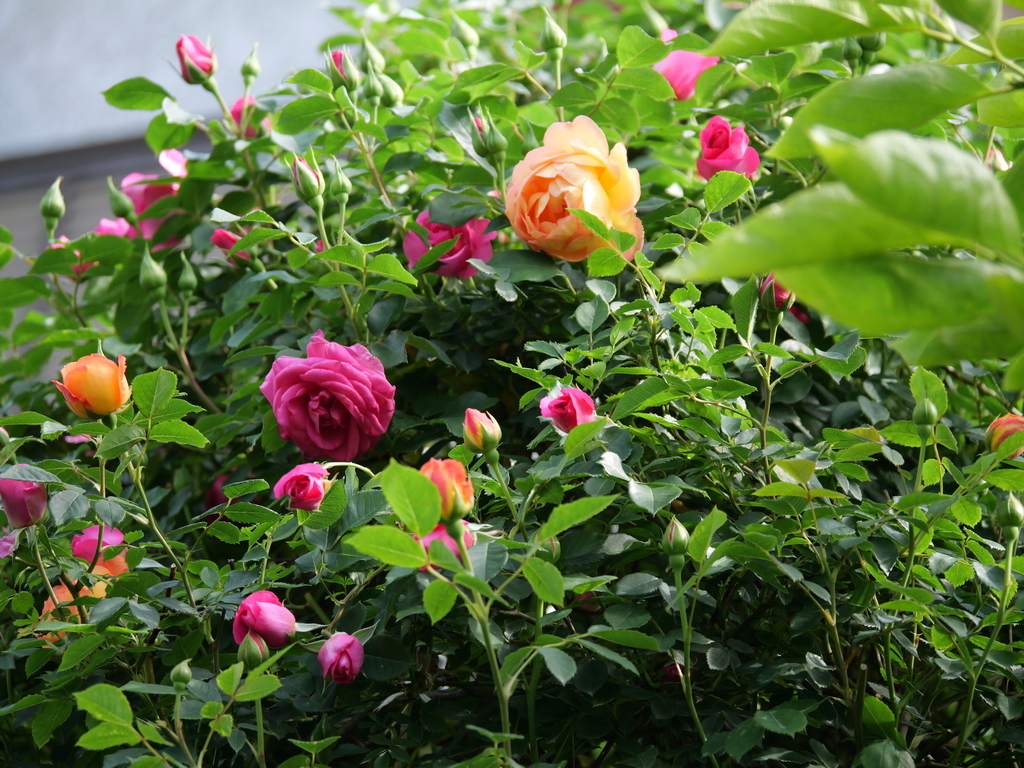 2025-05-01 08_30№(0393).JPG
