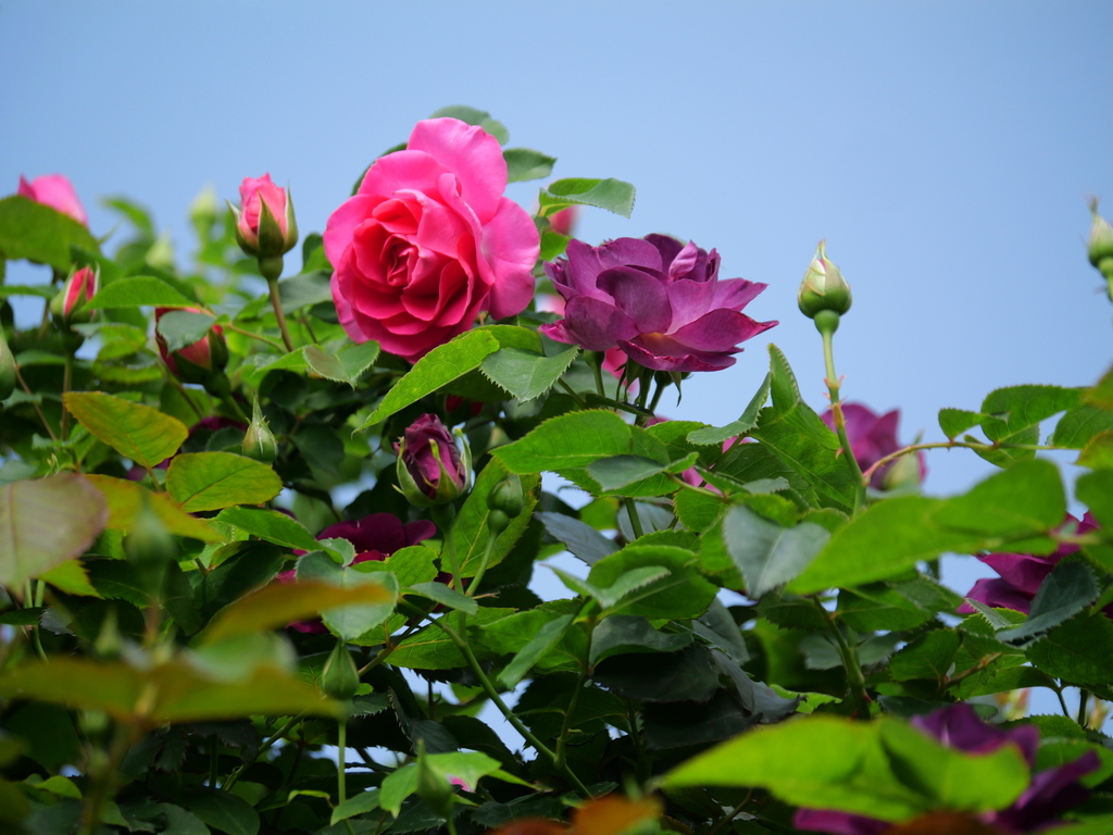 2025-05-01 08_32№(0401).JPG