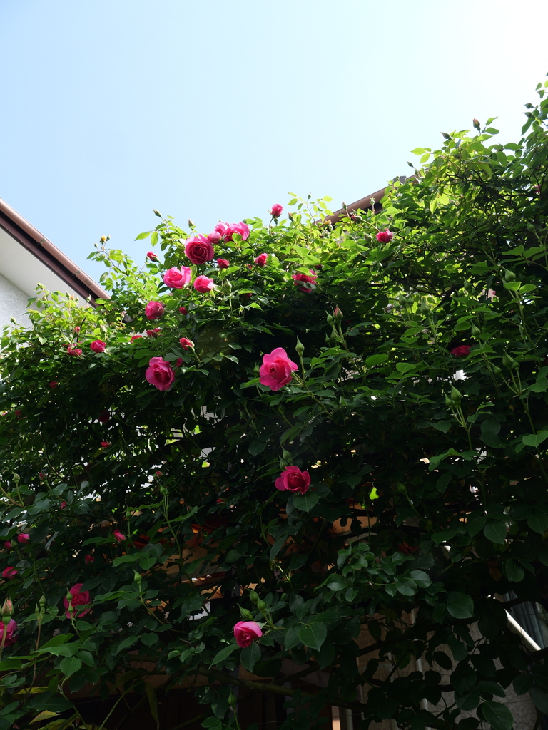 2025-05-01 09_12№(0510).JPG