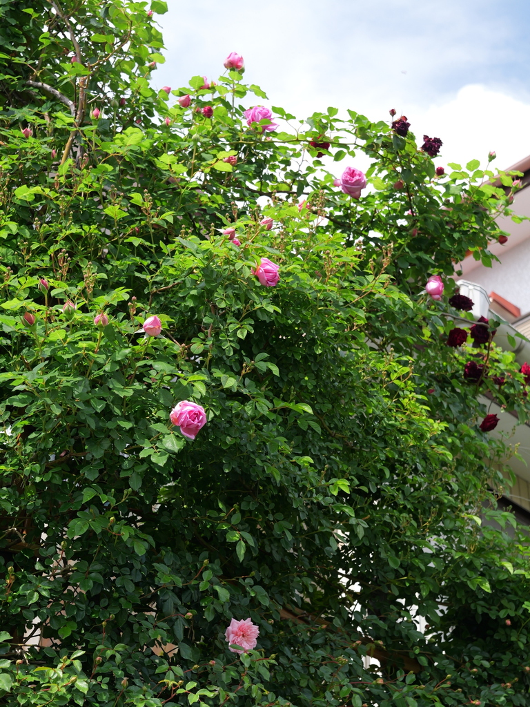 2025-05-01 09_20№(0565).JPG