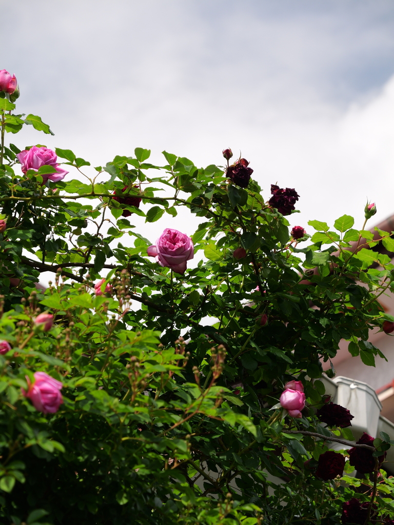 2025-05-01 09_20№(0567).JPG