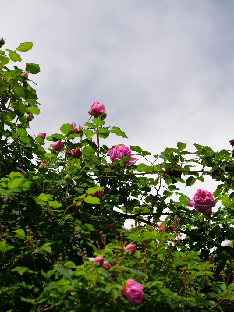 2025-05-01 09_21№(0568).JPG