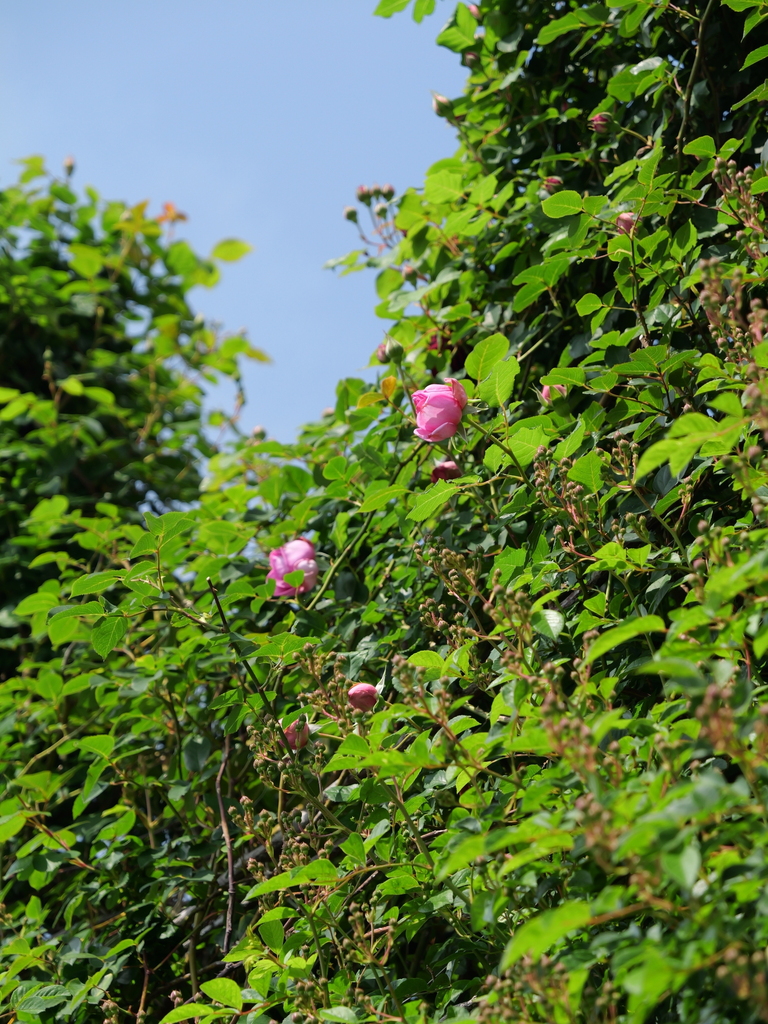 2025-05-01 09_21№(0572).JPG