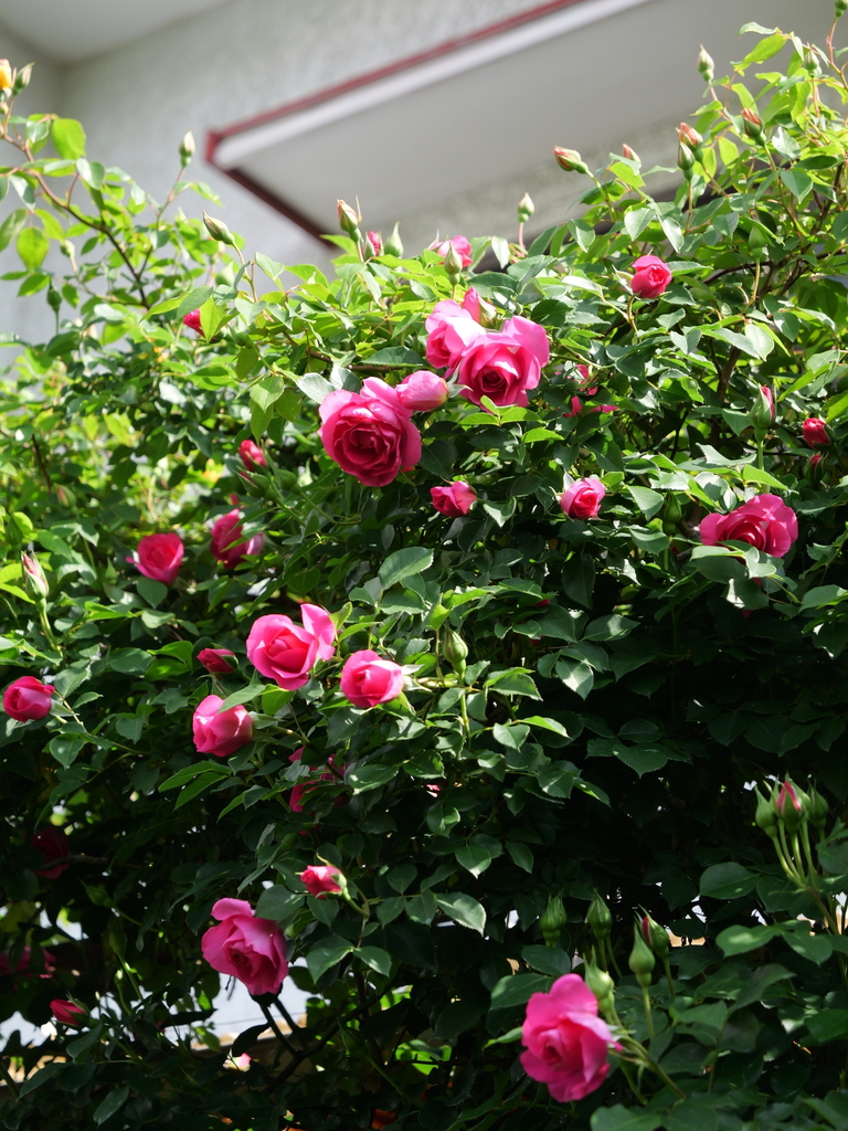 2025-05-01 09_23№(0610).JPG