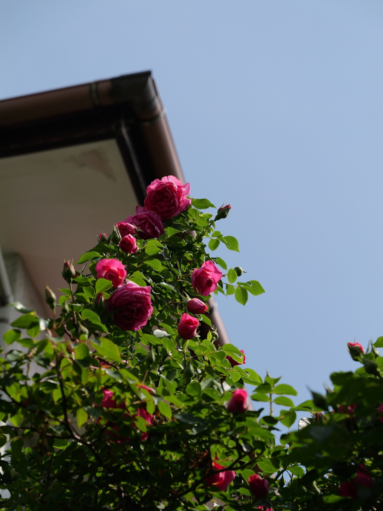 2025-05-01 09_23№(0612).JPG
