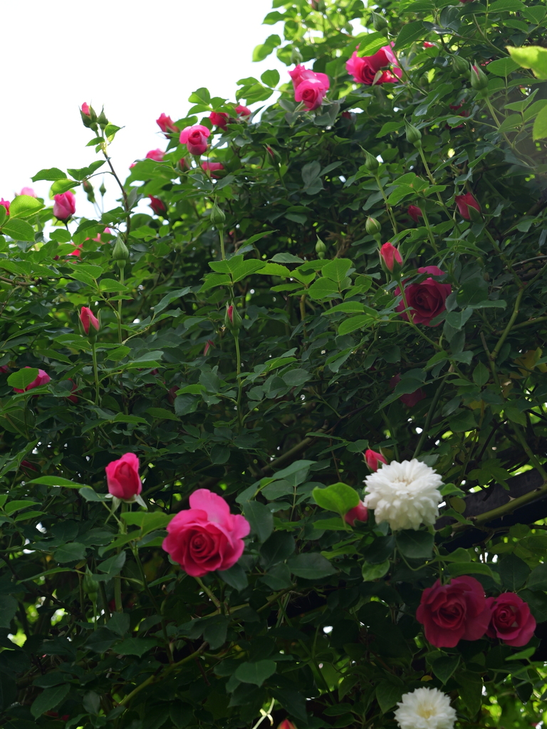 2025-05-01 09_23№(0613).JPG