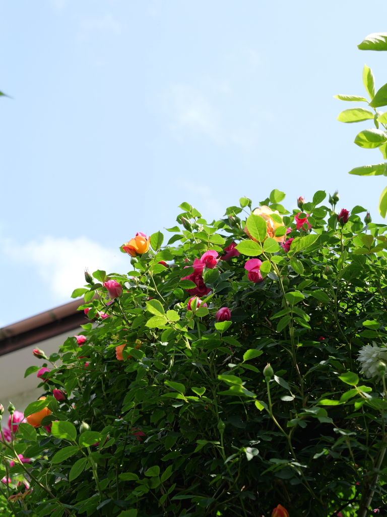 2025-05-01 09_23№(0633).JPG
