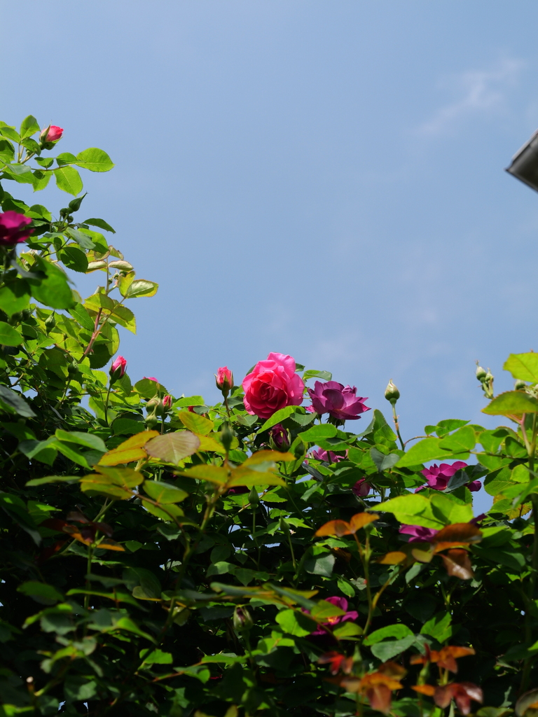 2025-05-01 09_24№(0656).JPG