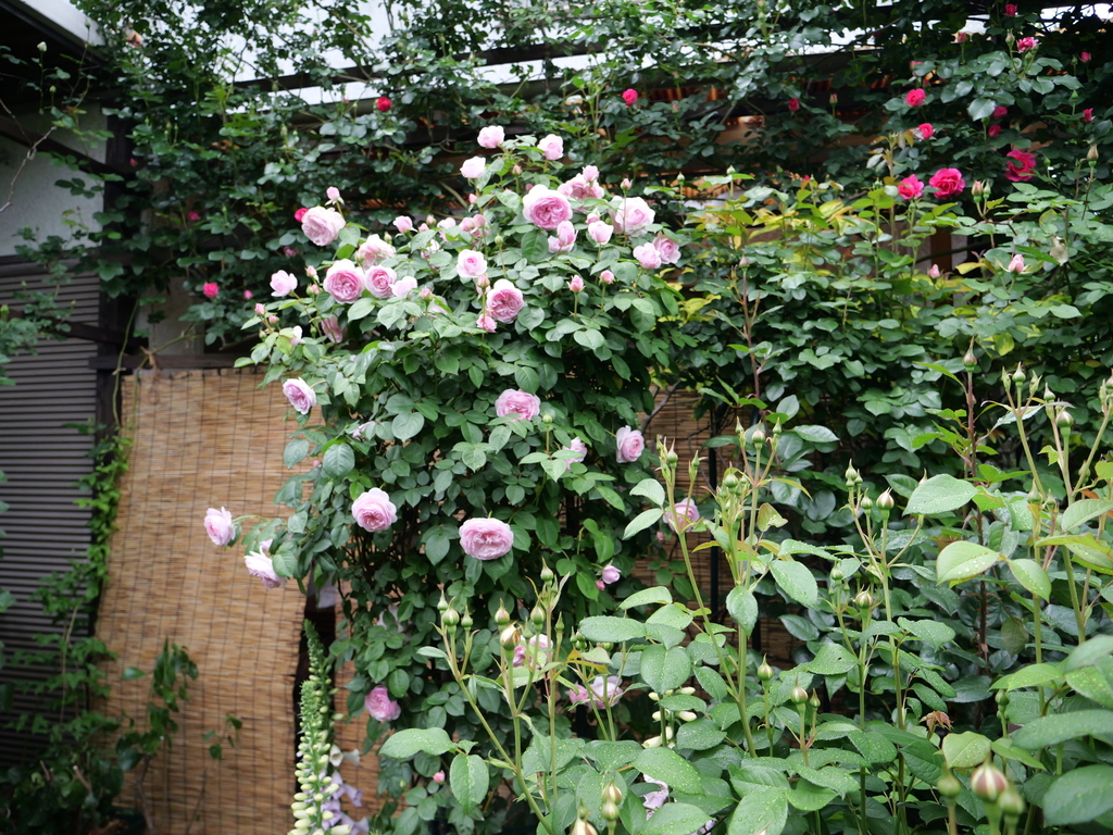 2025-05-02 07_31№(0141).JPG