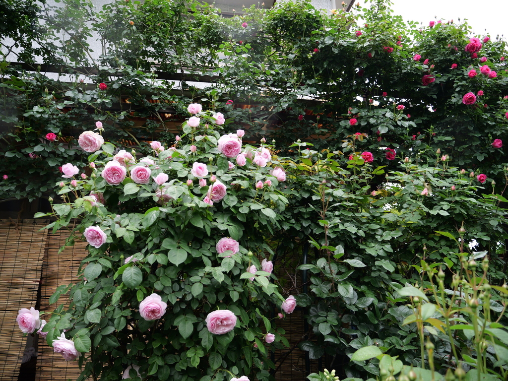 2025-05-02 07_38№(0169).JPG