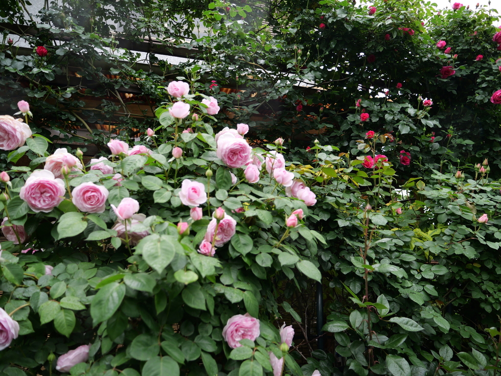 2025-05-02 07_38№(0171).JPG