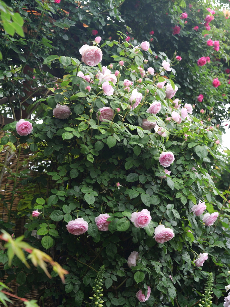 2025-05-02 08_18№(0349).JPG
