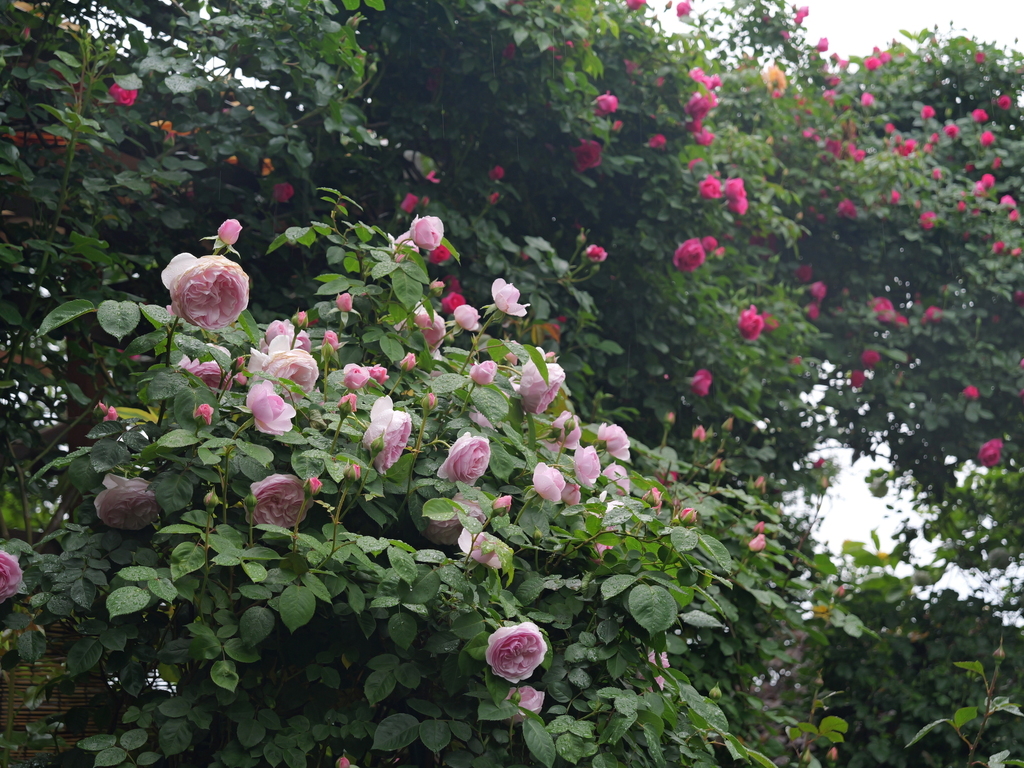 2025-05-02 08_18№(0355).JPG