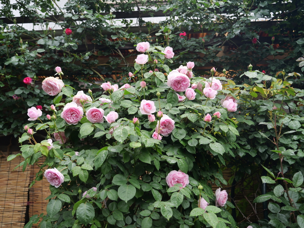 2025-05-02 08_18№(0358).JPG