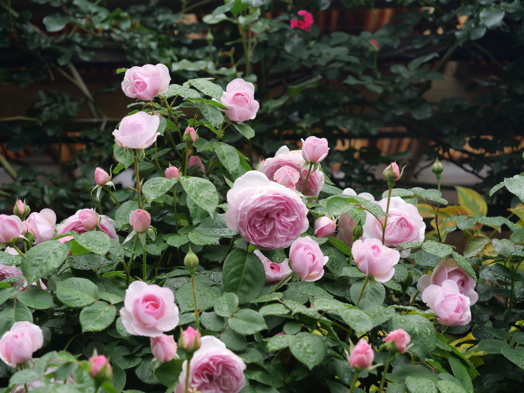 2025-05-02 08_18№(0359).JPG