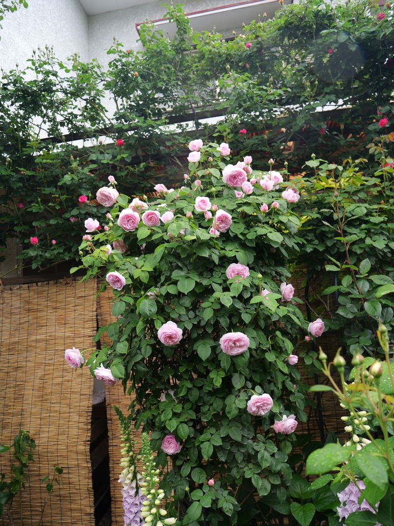 2025-05-02 08_18№(0365).JPG