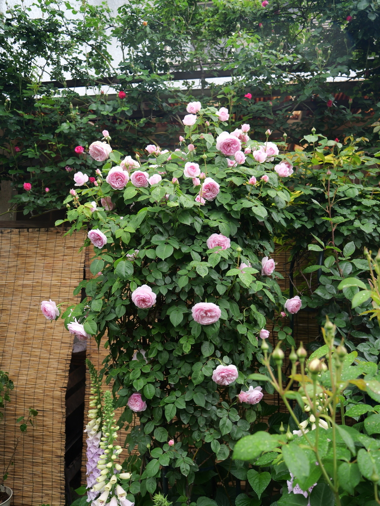 2025-05-02 08_19№(0371).JPG