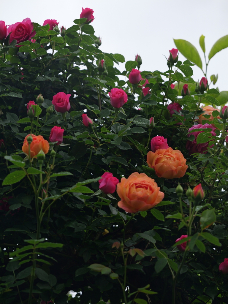 2025-05-02 08_19№(0387).JPG
