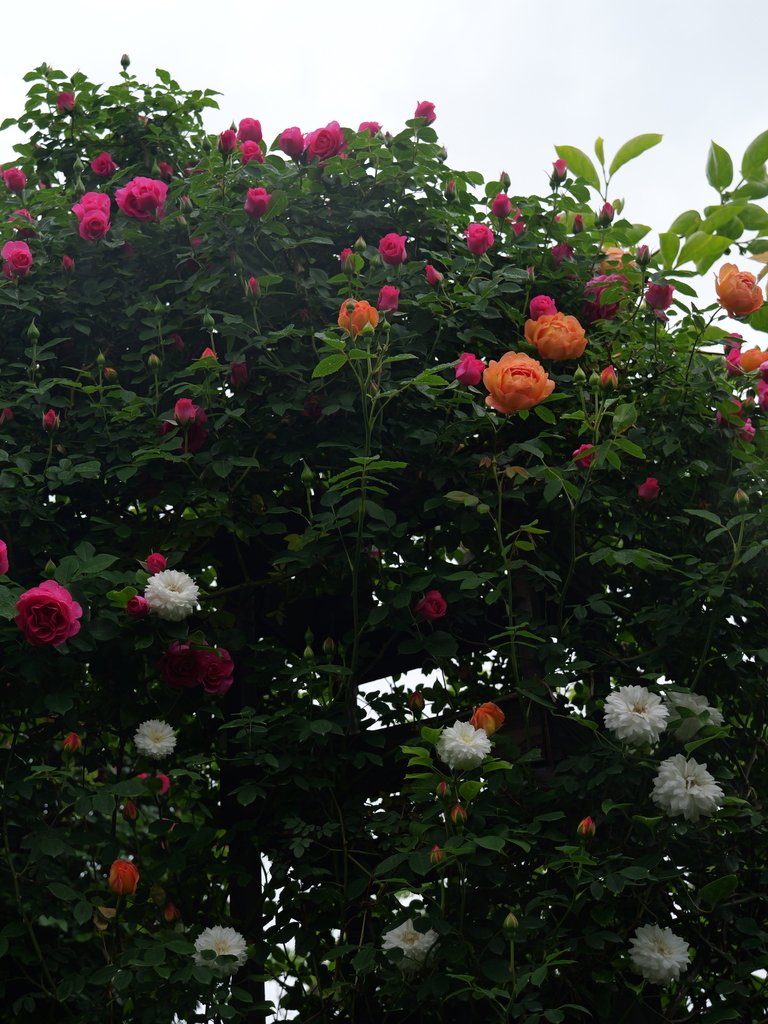 2025-05-02 08_19№(0388).JPG