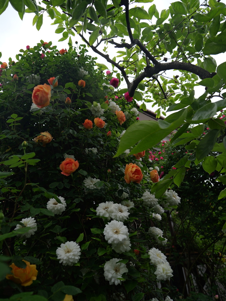 2025-05-02 08_19№(0397).JPG