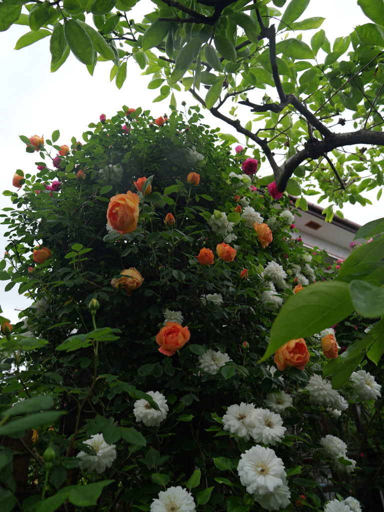 2025-05-02 08_19№(0398).JPG