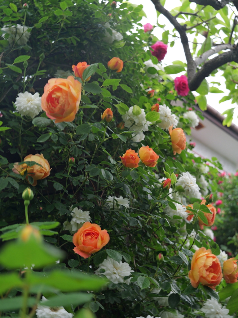 2025-05-02 08_19№(0401).JPG