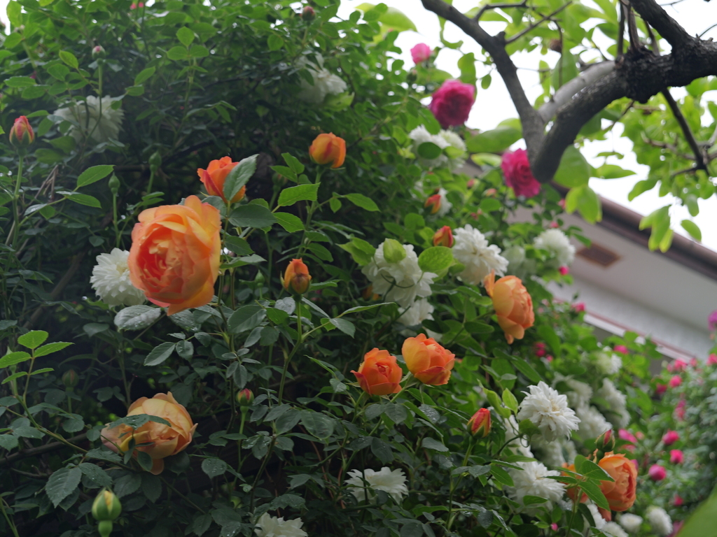 2025-05-02 08_19№(0406).JPG
