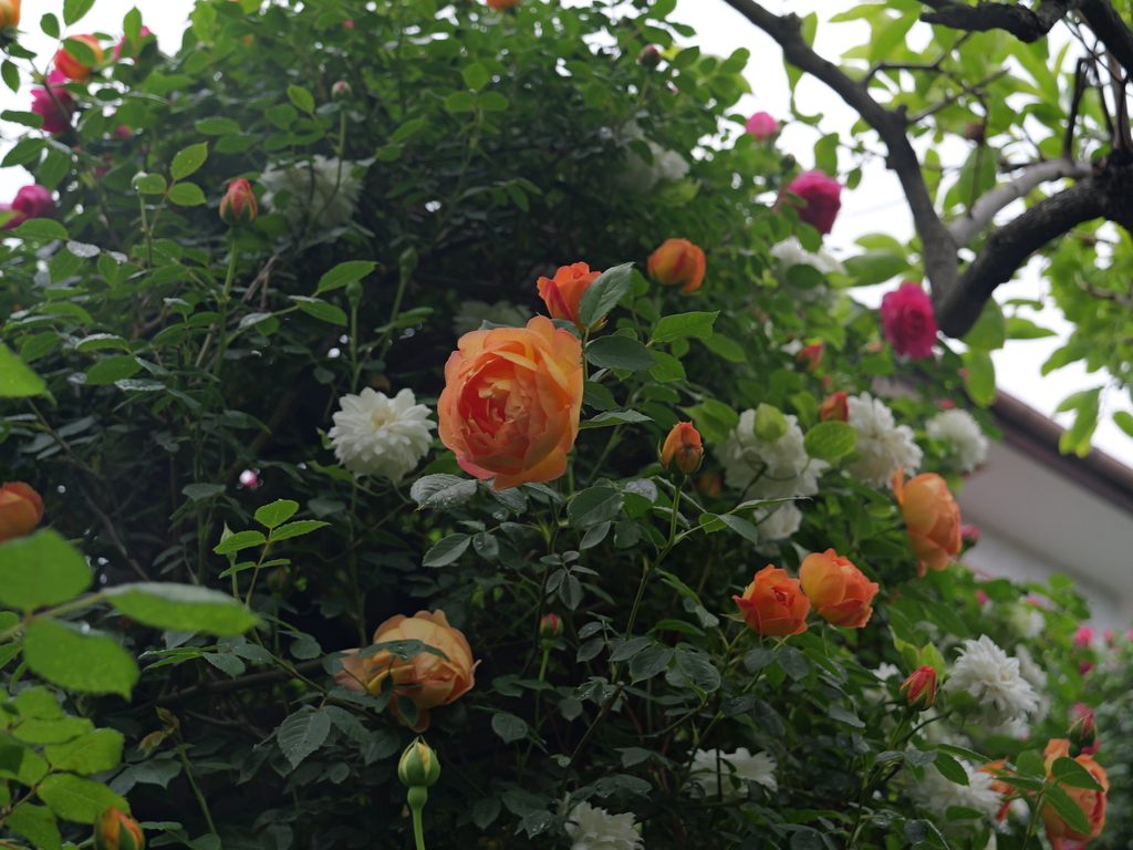 2025-05-02 08_19№(0407).JPG