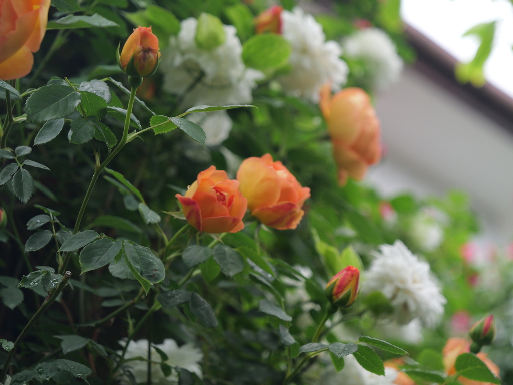 2025-05-02 08_19№(0408).JPG