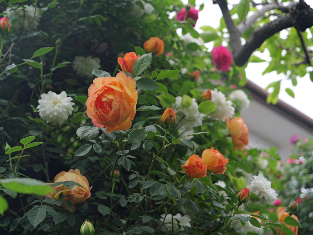 2025-05-02 08_19№(0409).JPG