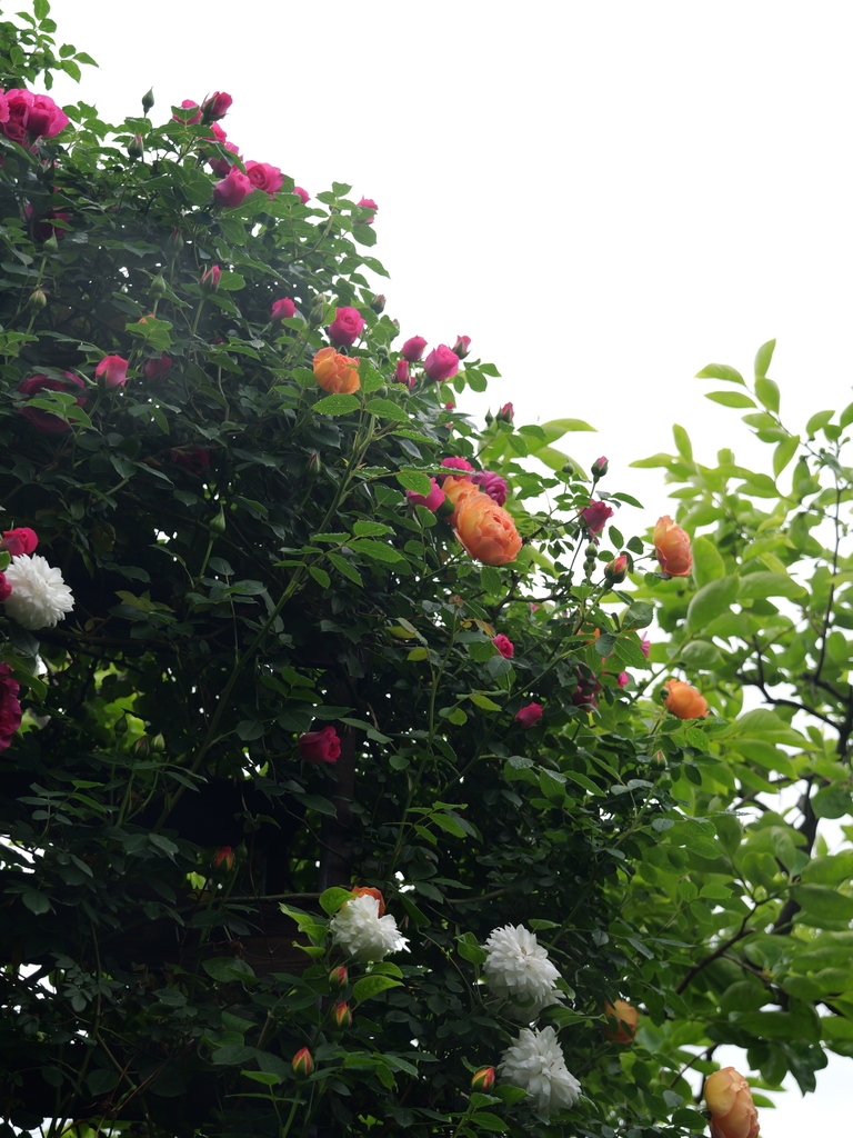 2025-05-02 08_20№(0429).JPG