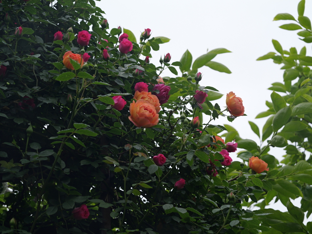 2025-05-02 08_20№(0431).JPG