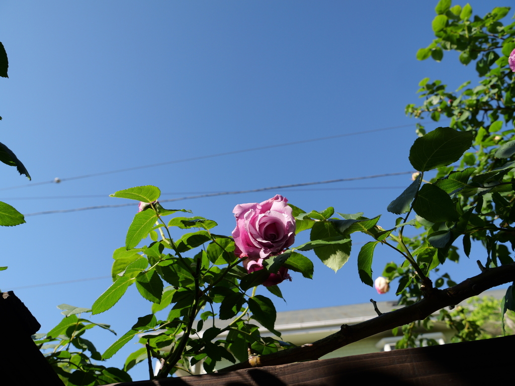 2025-05-03 07_37№(0159).JPG