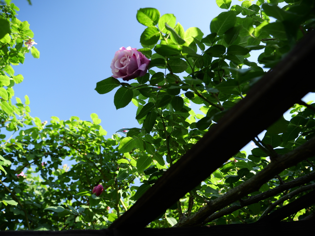 2025-05-03 07_38№(0161).JPG