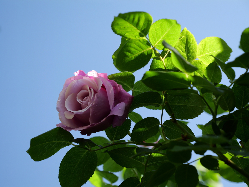 2025-05-03 07_38№(0163).JPG