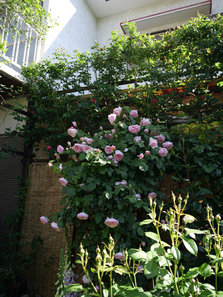 2025-05-03 08_33№(0250).JPG