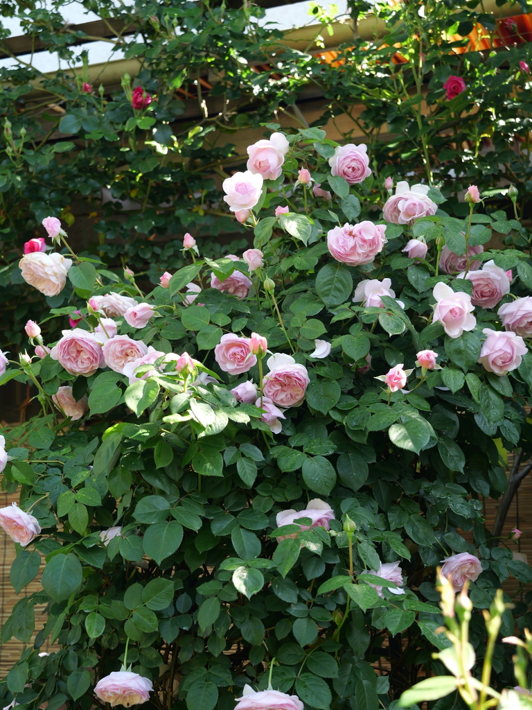2025-05-03 08_33№(0251).JPG