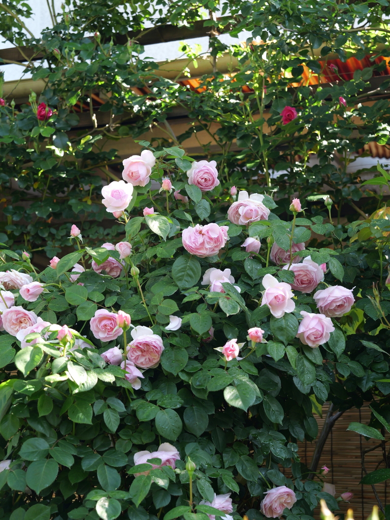 2025-05-03 08_33№(0252).JPG