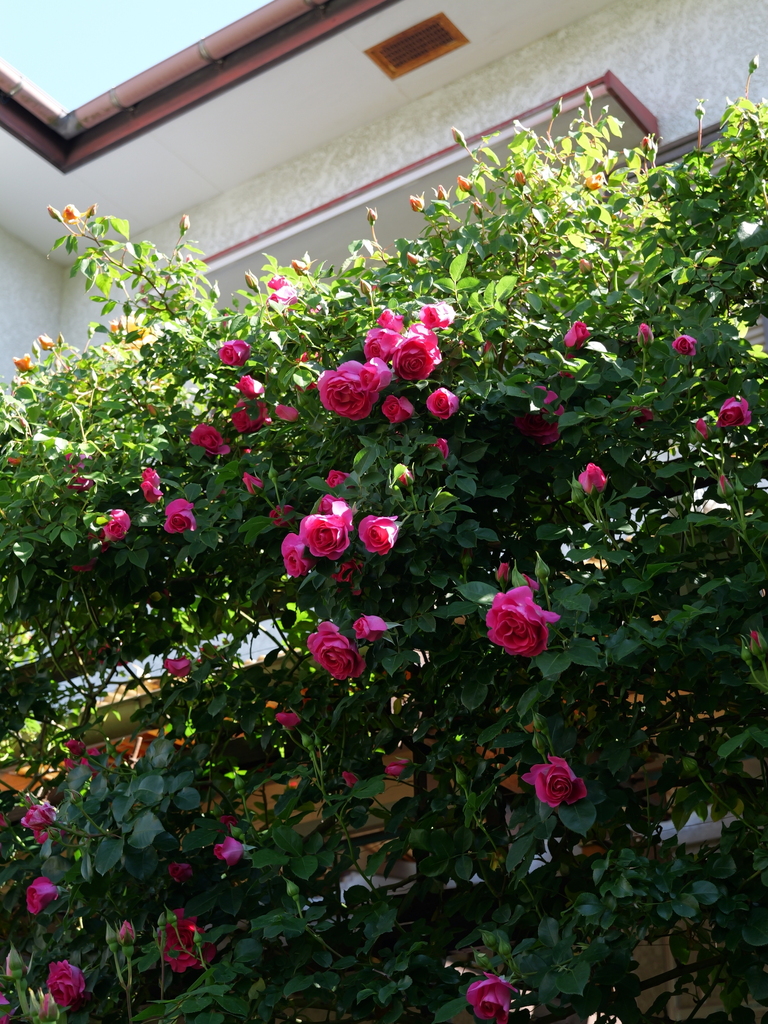2025-05-03 08_34№(0256).JPG