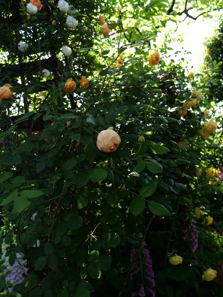 2025-05-03 08_34№(0257).JPG
