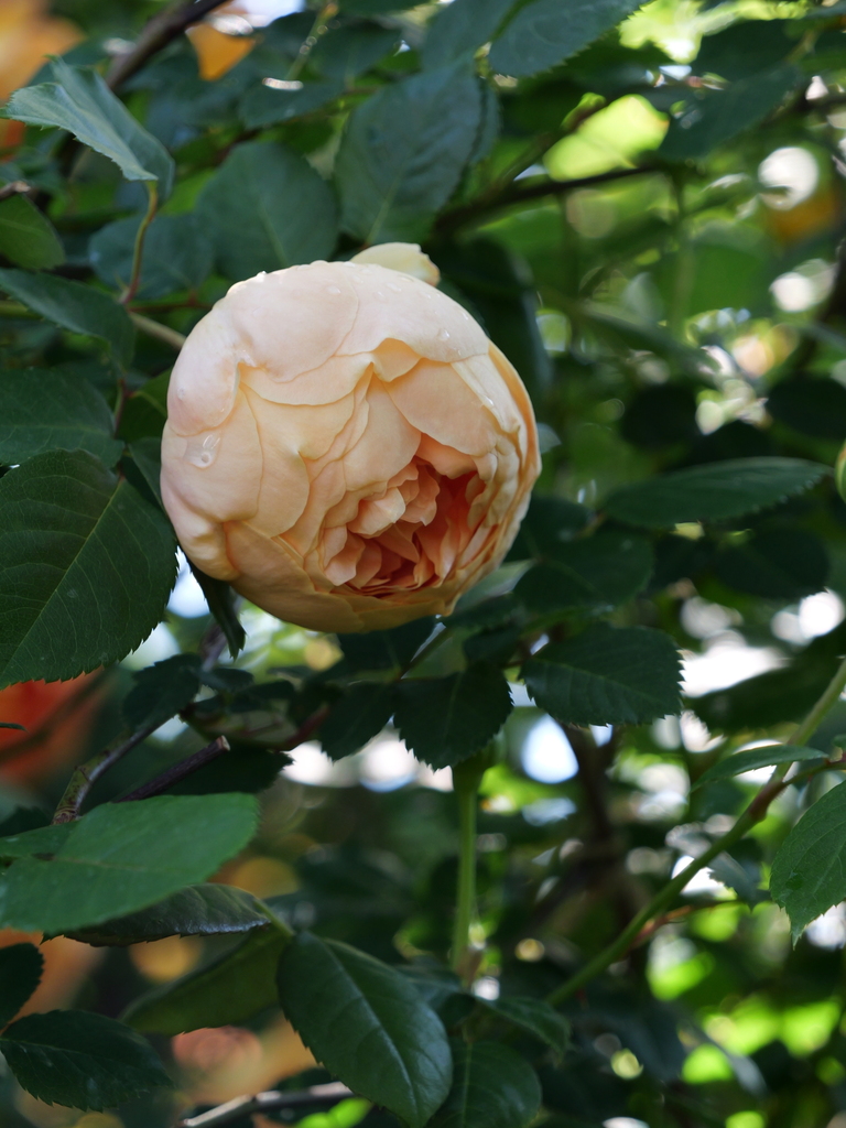 2025-05-03 08_34№(0261).JPG