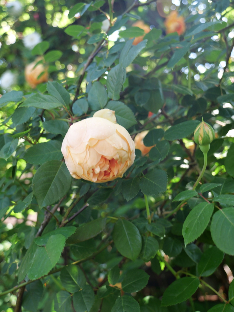 2025-05-03 08_34№(0262).JPG